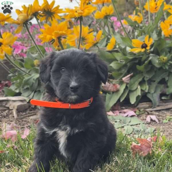 Gracie, Mini Labradoodle Puppy
