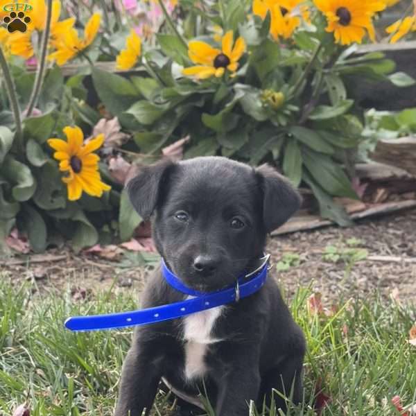 Gary, Mini Labradoodle Puppy