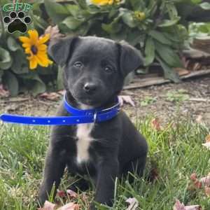 Gary, Mini Labradoodle Puppy
