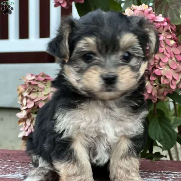 Liam, Morkie / Yorktese Puppy