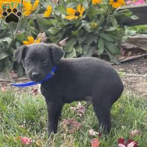 Gary, Mini Labradoodle Puppy