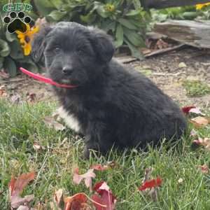 Gigi, Mini Labradoodle Puppy