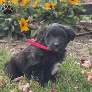 Gigi, Mini Labradoodle Puppy