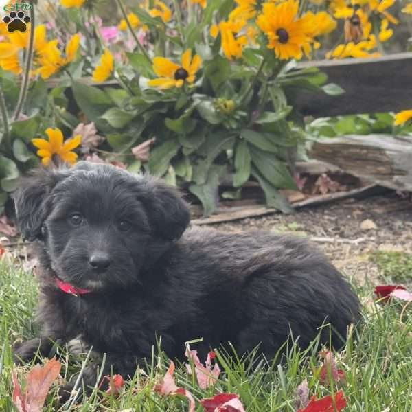 Gigi, Mini Labradoodle Puppy