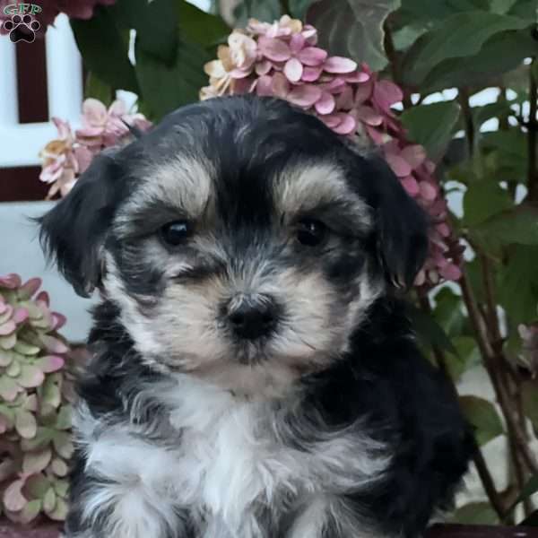 Lemuel, Morkie / Yorktese Puppy