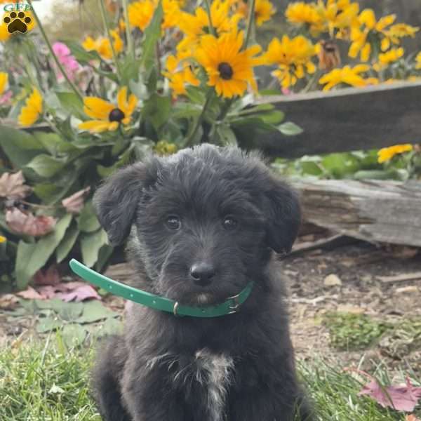 Gabby, Mini Labradoodle Puppy