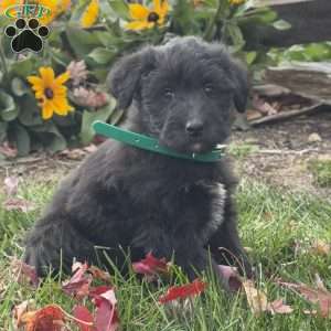 Gabby, Mini Labradoodle Puppy