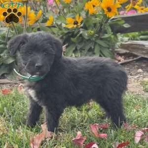 Gabby, Mini Labradoodle Puppy