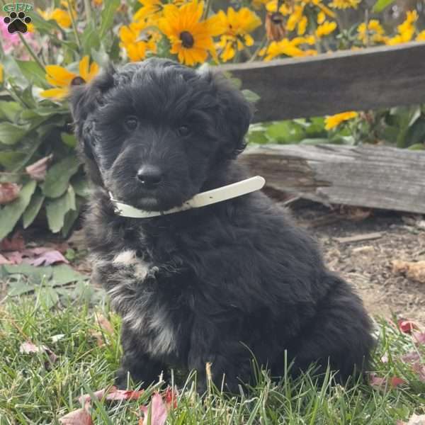 Gwen, Mini Labradoodle Puppy
