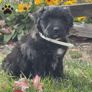 Gwen, Mini Labradoodle Puppy