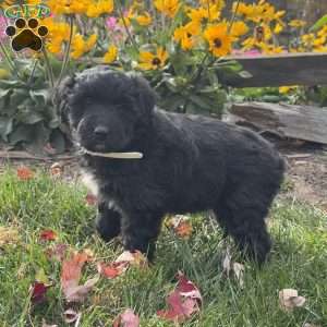Gwen, Mini Labradoodle Puppy