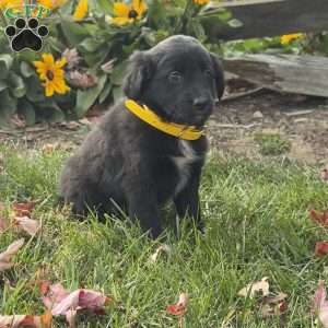 Gloria, Mini Labradoodle Puppy