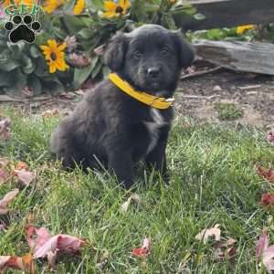 Gloria, Mini Labradoodle Puppy