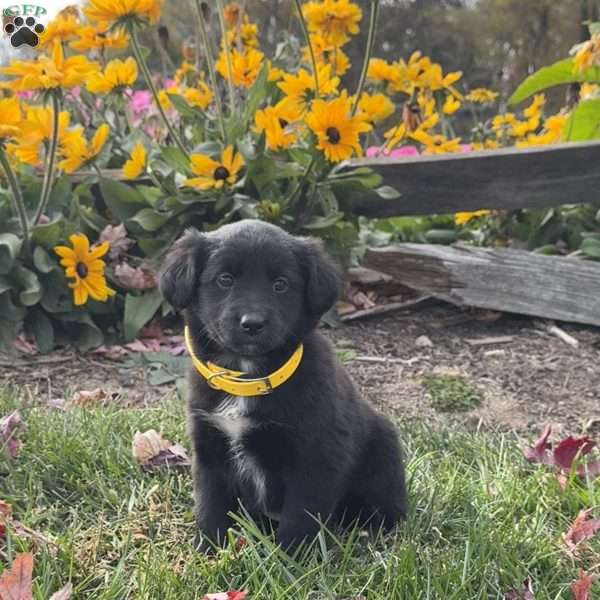 Gloria, Mini Labradoodle Puppy