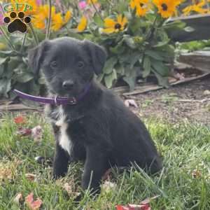 Gidget, Mini Labradoodle Puppy