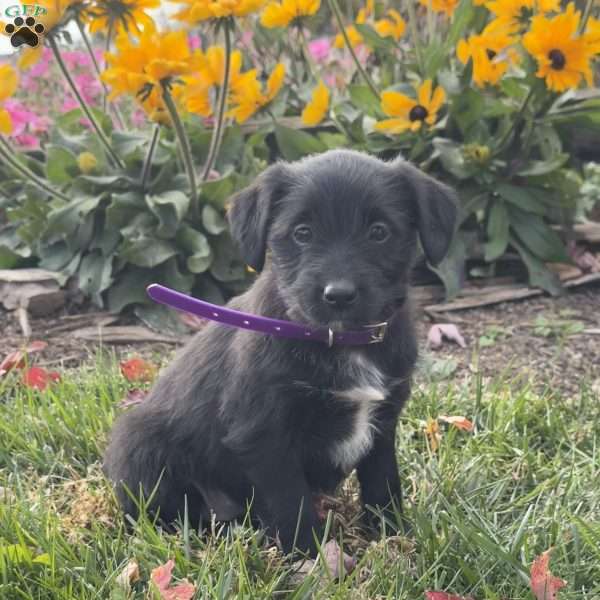 Gidget, Mini Labradoodle Puppy