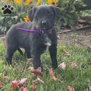 Gidget, Mini Labradoodle Puppy