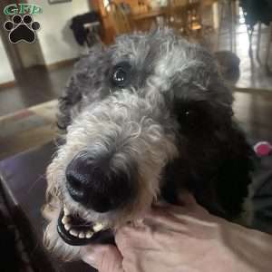 Black, Goldendoodle Puppy