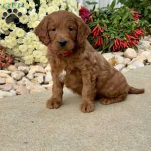 Ivan, Mini Goldendoodle Puppy