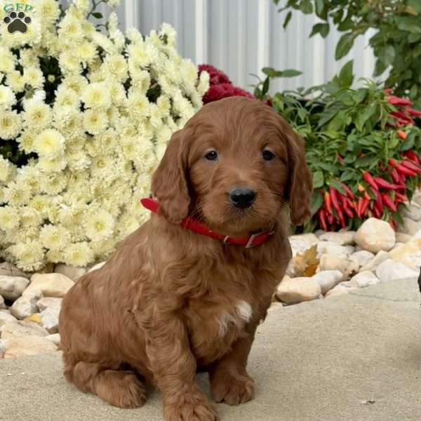 Ivan, Mini Goldendoodle Puppy