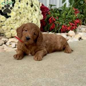 Ivan, Mini Goldendoodle Puppy