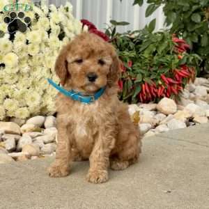 Ivy, Mini Goldendoodle Puppy