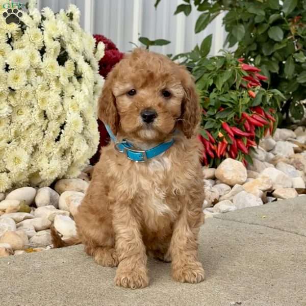 Ivy, Mini Goldendoodle Puppy