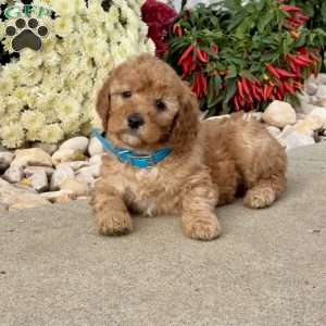 Ivy, Mini Goldendoodle Puppy