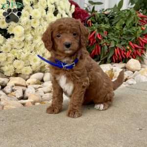 Iggie, Mini Goldendoodle Puppy