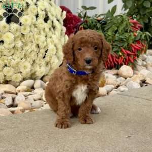 Iggie, Mini Goldendoodle Puppy
