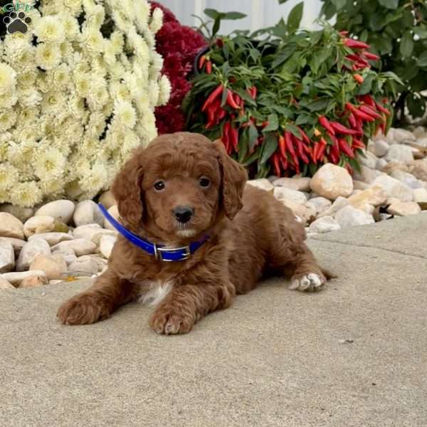 Iggie, Mini Goldendoodle Puppy