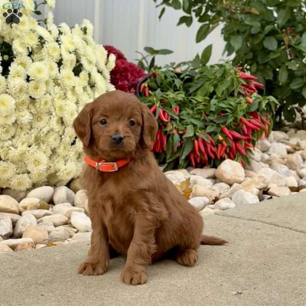 Isabelle, Mini Goldendoodle Puppy
