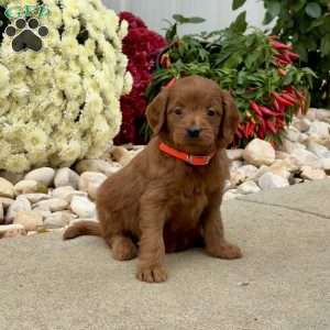 Isabelle, Mini Goldendoodle Puppy