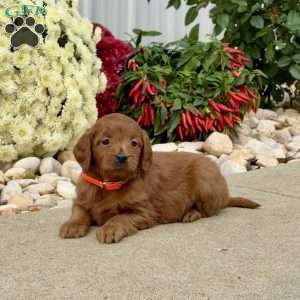 Isabelle, Mini Goldendoodle Puppy
