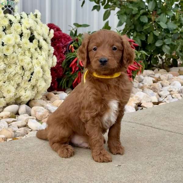 Indie, Mini Goldendoodle Puppy