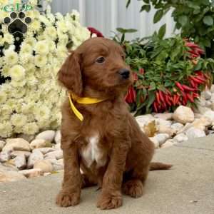 Indie, Mini Goldendoodle Puppy