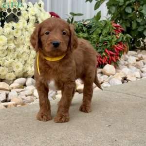 Indie, Mini Goldendoodle Puppy
