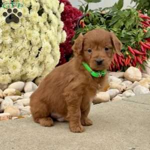 Iris, Mini Goldendoodle Puppy
