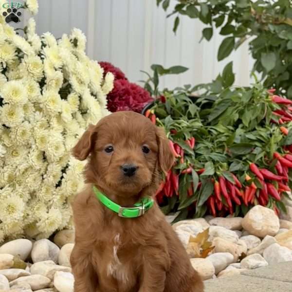 Iris, Mini Goldendoodle Puppy