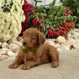 Iris, Mini Goldendoodle Puppy