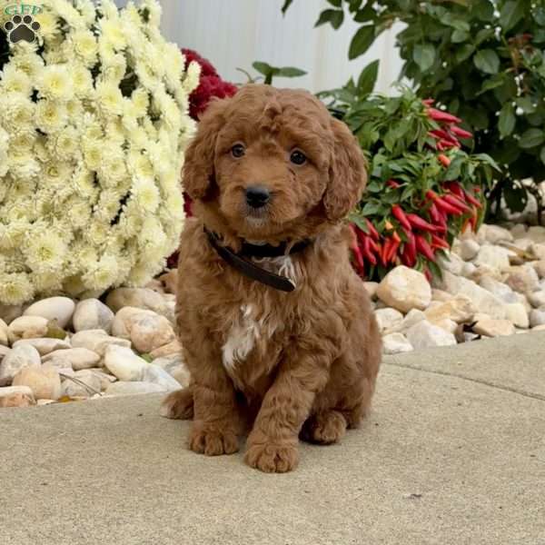 Ian, Mini Goldendoodle Puppy