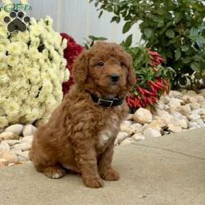 Ian, Mini Goldendoodle Puppy