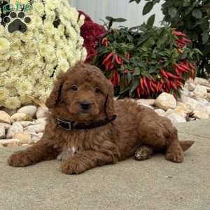 Ian, Mini Goldendoodle Puppy