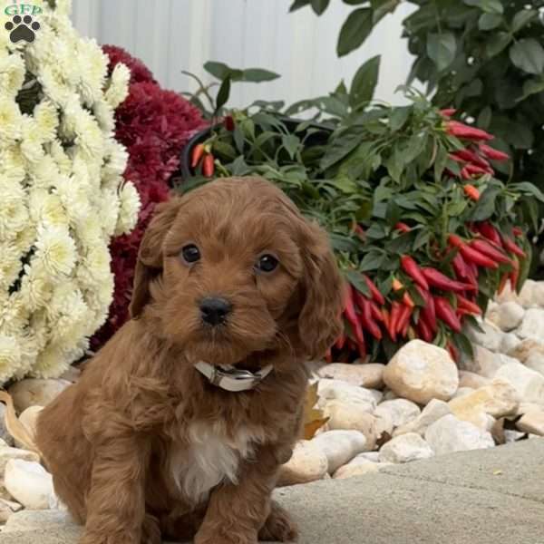 Ida, Mini Goldendoodle Puppy