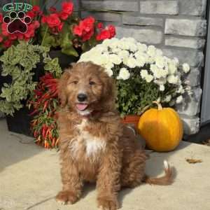 Farah, Goldendoodle Puppy