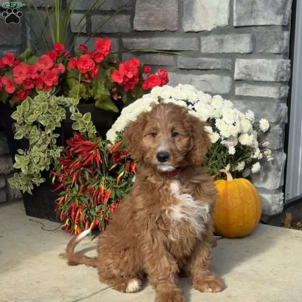 Farah, Goldendoodle Puppy