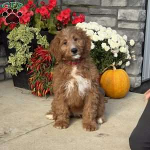 Farah, Goldendoodle Puppy