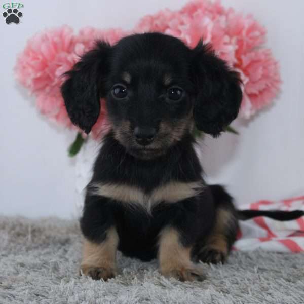 Carla, Dachshund Puppy