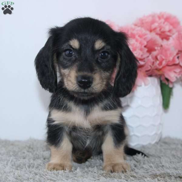 Cassia, Dachshund Puppy
