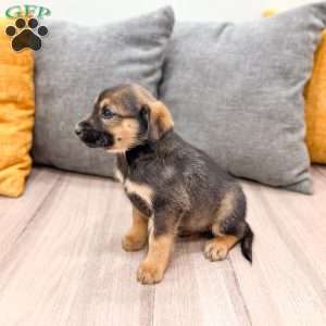 Teddy, Cavalier King Charles Mix Puppy